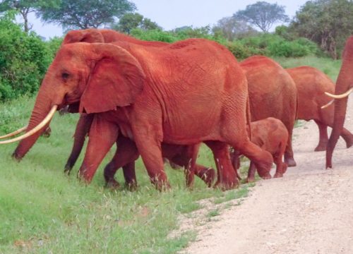 Elephant rouge