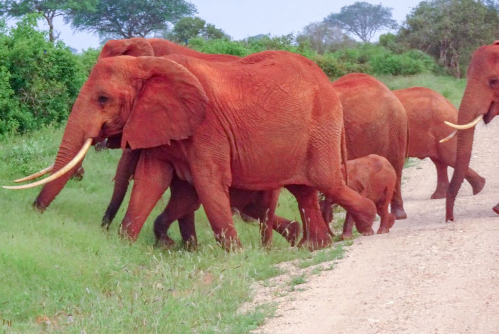 Parc Tsavo Elephant rouge