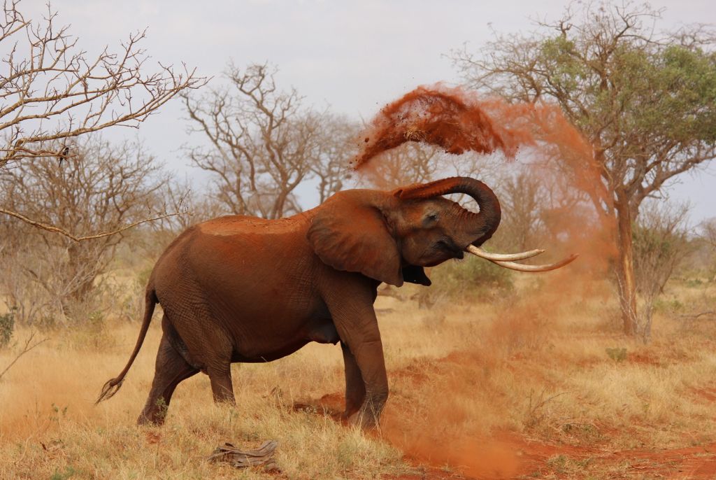 Parc Tsavo Elephant rouge