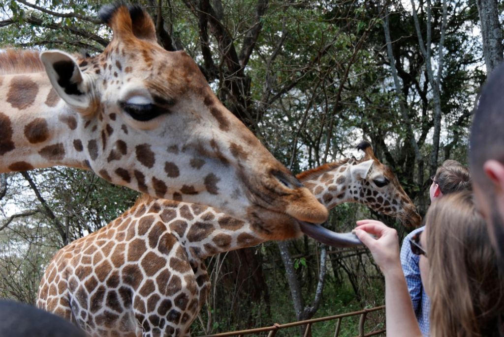 Visite Girafe Center Nairobi
