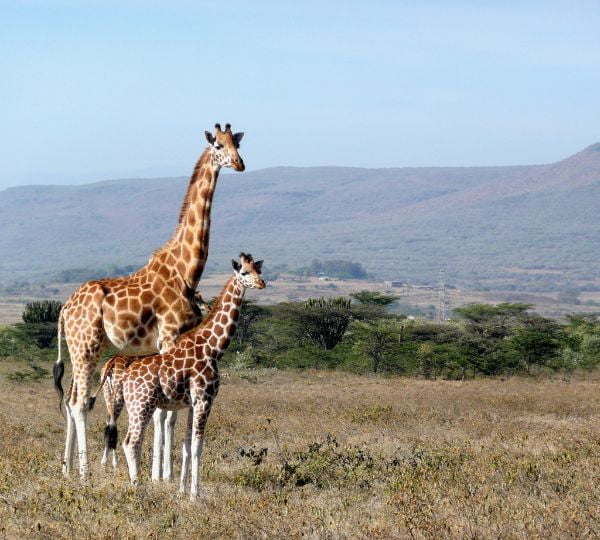 Girafe Kenya Safari