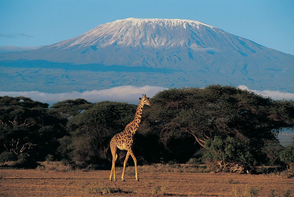 Girafe Kilimandjaro