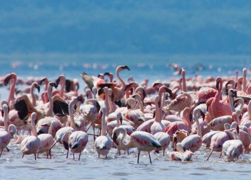 Nakuru