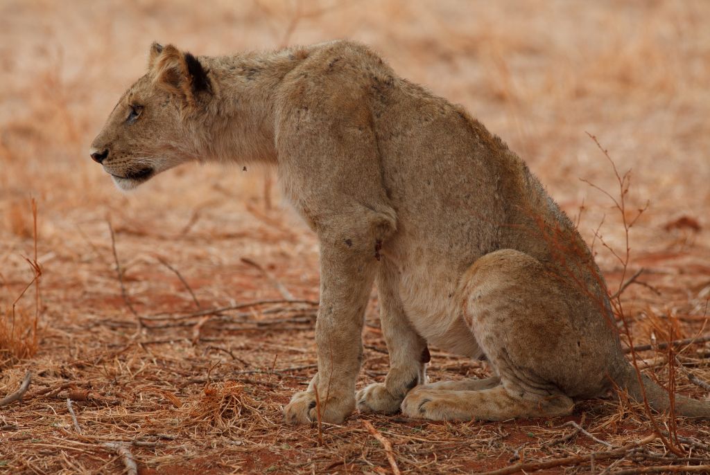 Lionne Kilimandjaro