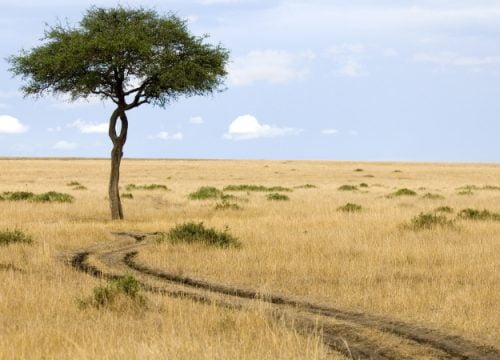  Masai Mara