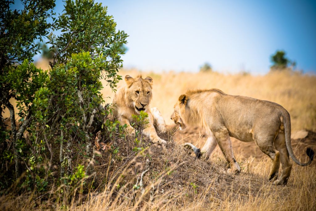 Safari Nairobi Lion