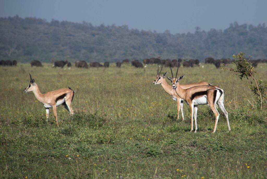 Safari Nairobi Gazelle