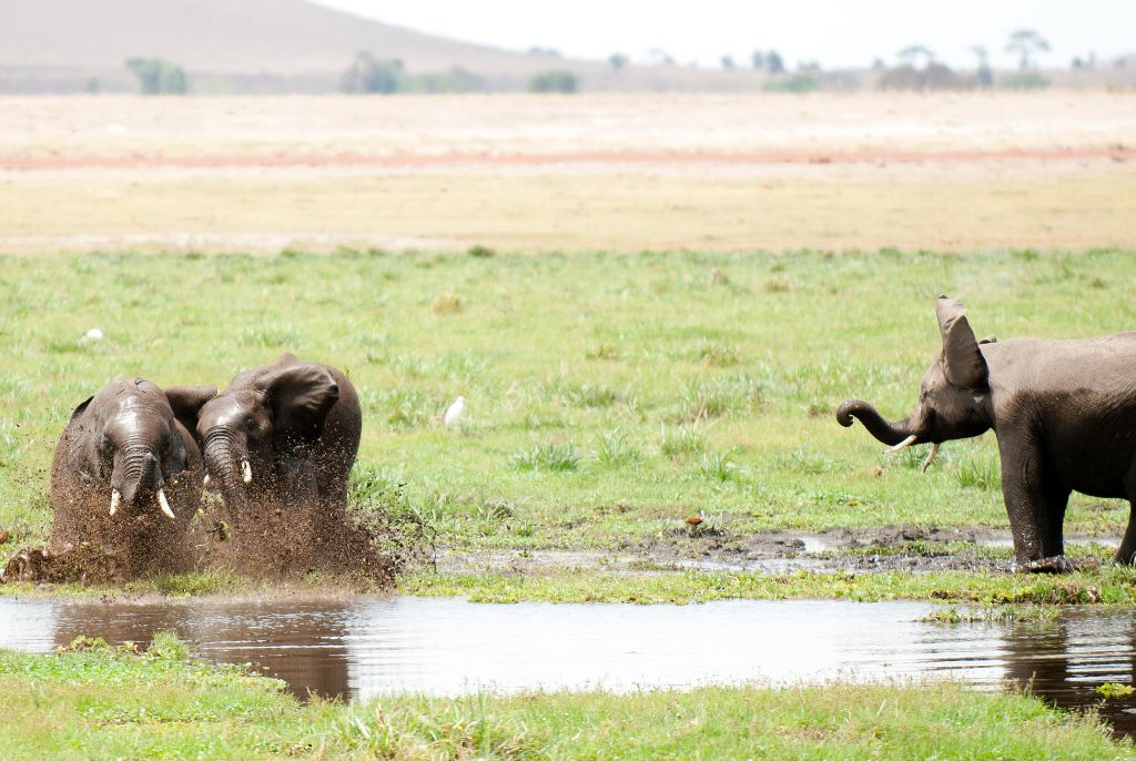Elephant Parc Amboseli