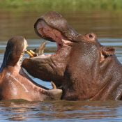 Hippopotame Parc Amboseli