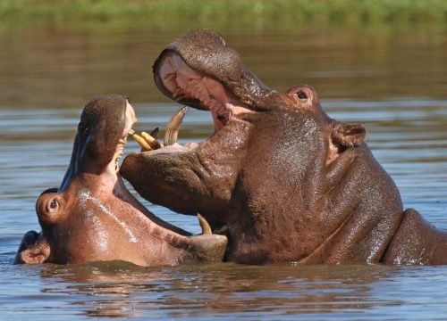 Où voir des hippopotames au Kenya ?