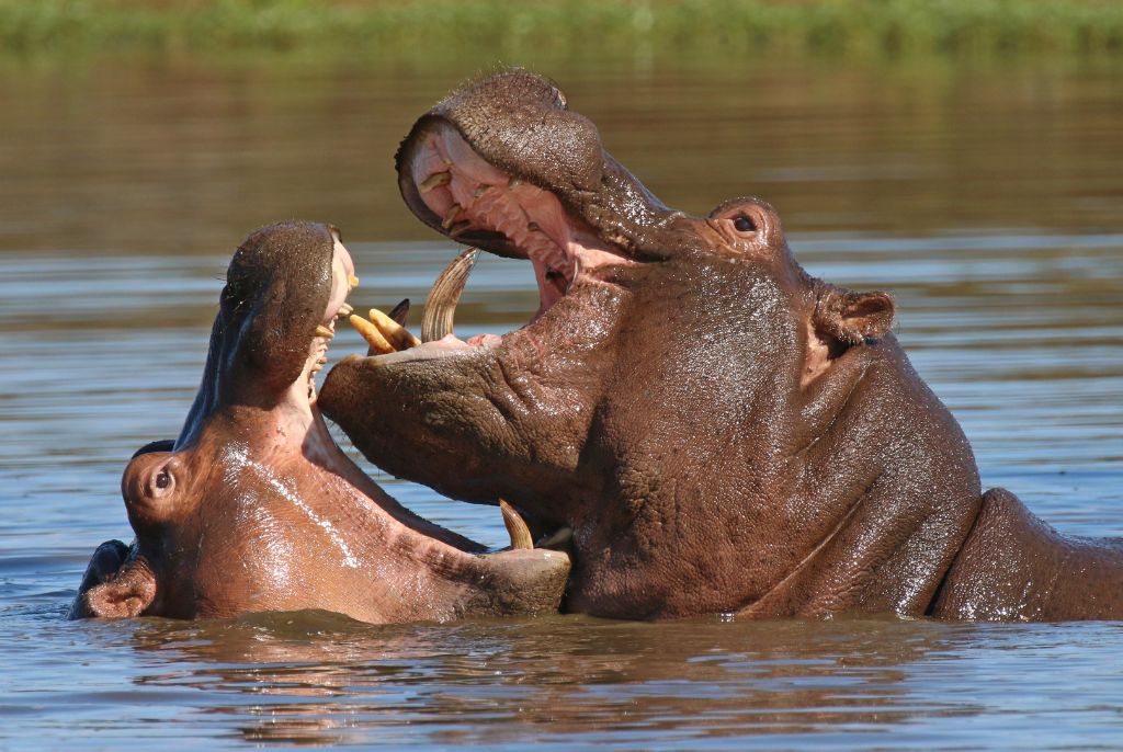 Hippopotame Parc Amboseli
