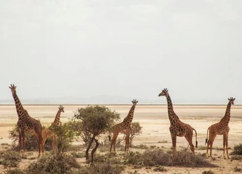 Quelle est l’origine du nom du parc Amboseli ?