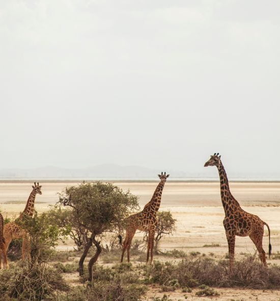 Amboseli