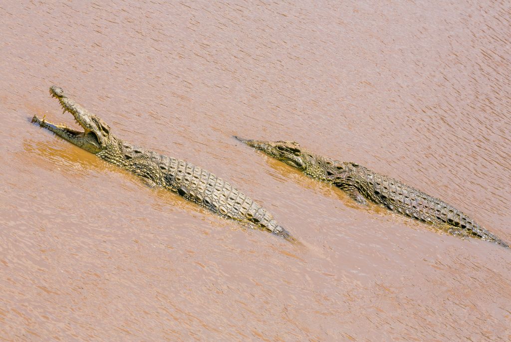 Safari parc Samburu