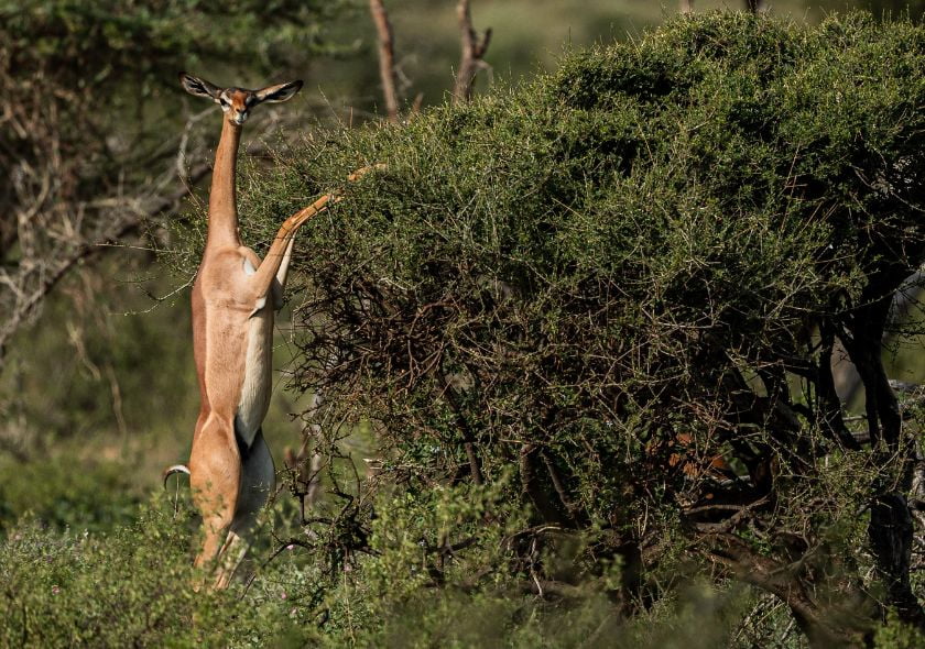 Réserve nationale de Samburu