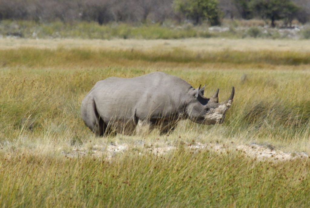 Rhinocéros Safari Kenya