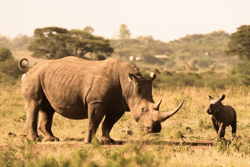 Safari Grands Parcs au kenya
