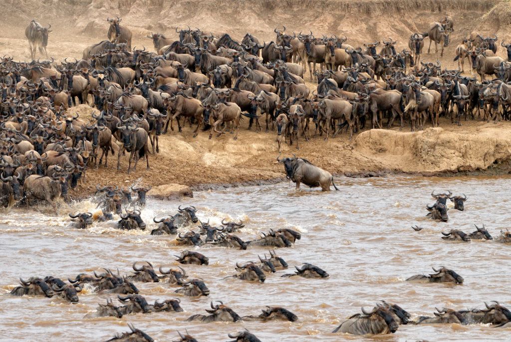 safari Rivière Mara