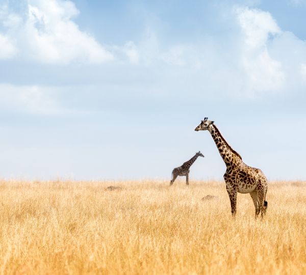 Safari Afrique