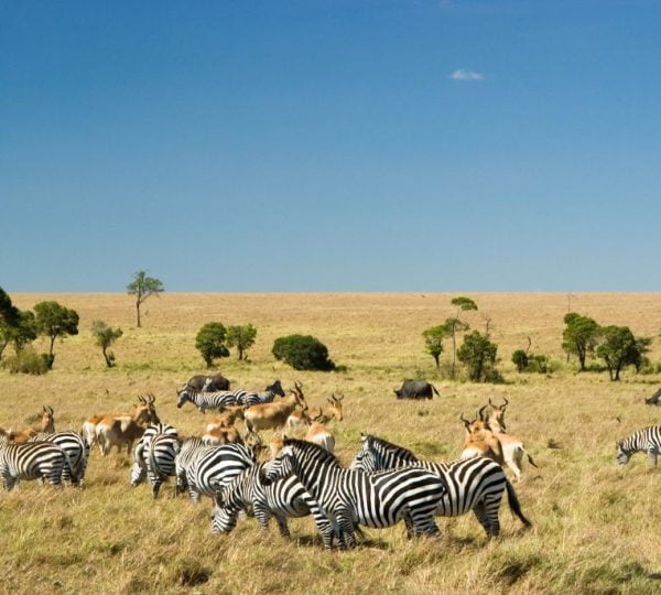 Safari Kenya Grand Parc