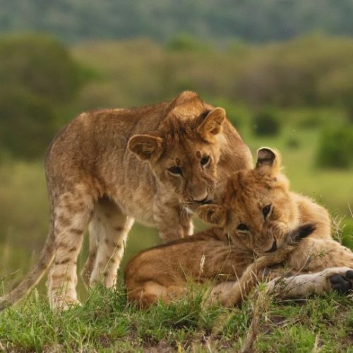 Safari Merveilles du Kenya