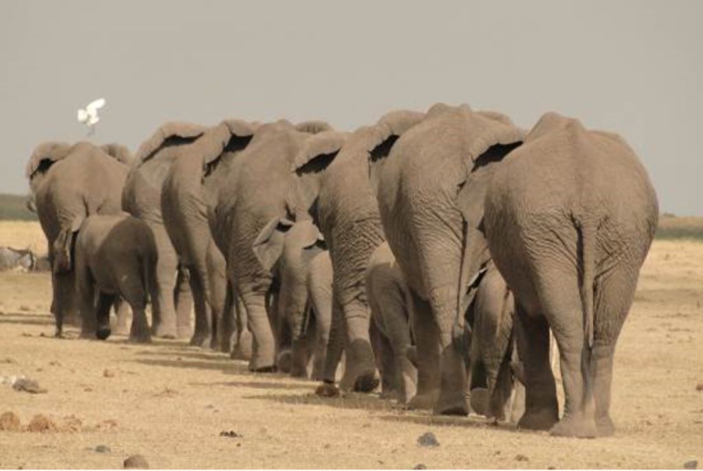 Safari Merveilles du Kenya Elephant