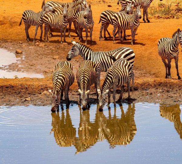 Zèbre Kenya Safari