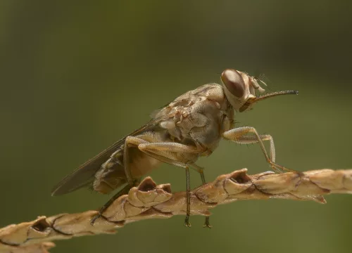 Quel insecte au Kenya ?